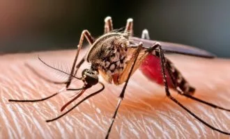 حشره در حال نیشزدن بدن