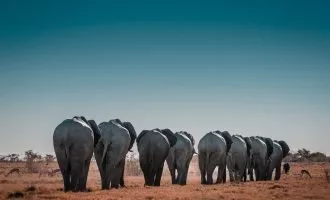 تأثیر اجتماعی‌بودن جانوران بر طول عمر آن‌ها