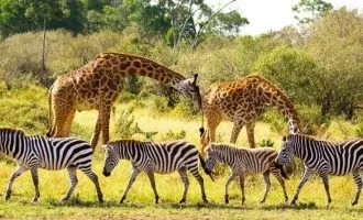 کاهش حیات وحش