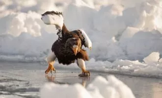 مسابقه عکاسی کمدی حیات وحش 2024