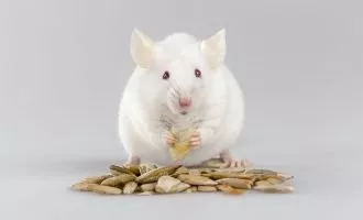 موش در حال غذا خوردن