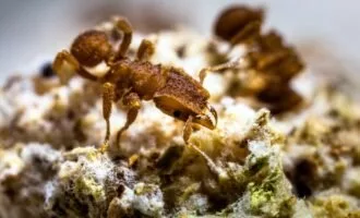 کشاورزی مورچه ها