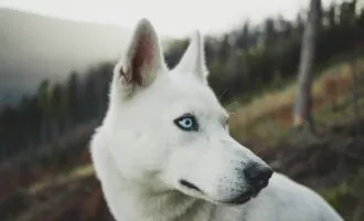 مغز کوچک‌تر، سگ باهوش‌تر