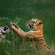 مسابقه عکاسی طبیعت 2024