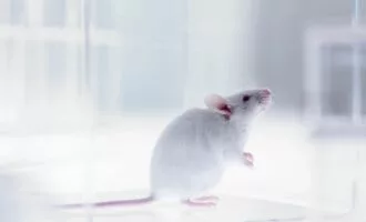 نقش استرس در شکل گیری حافظه و ترس