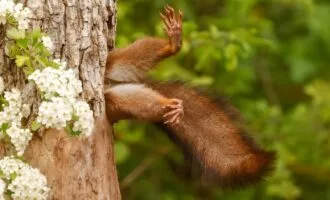 مسابقه عکاسی کمدی نیکون 2024