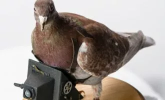 کبوتر جاسوس