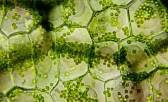 فتوسنتز چیست و چگونه انجام می‌شود؟