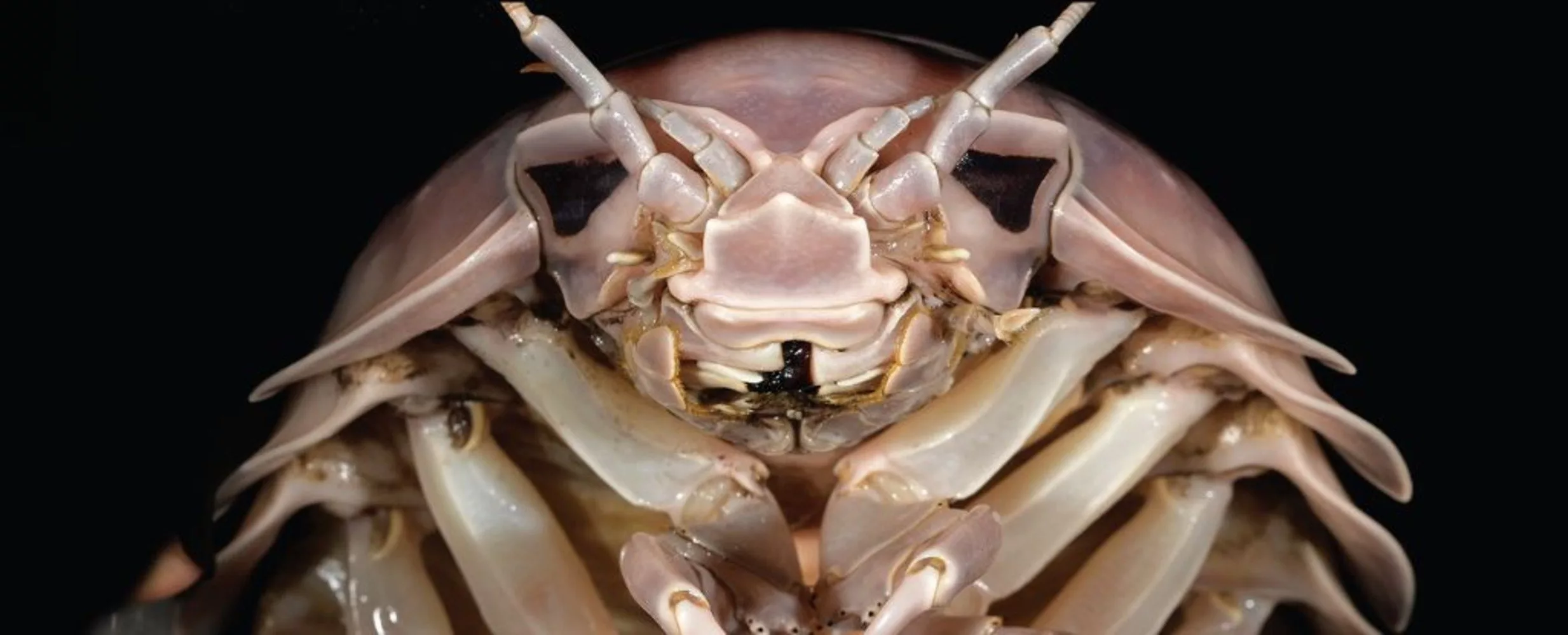 Bathynomus vaderi