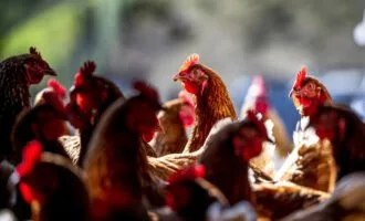 آنفلوآنزای پرندگان