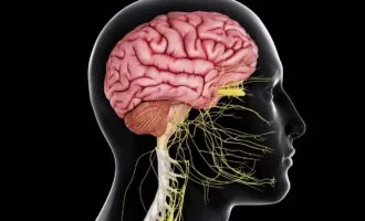 بافت چربی مغز