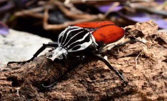 سوسک گولیات