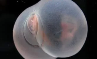 موجود عجیب در اعماق اقیانوس