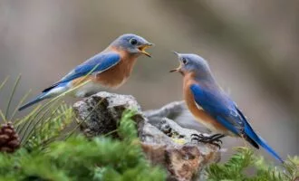 همکاری در پرندگان حیوانات