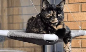 هوش مصنوعی آنر 400