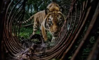 برندگان مسابقه عکاسی محیط‌زیست 2025