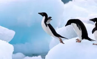 پنگوئن آدلی