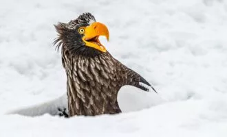 مسابقه عکاسی کمدی حیات‌وحش 2025 نیکون