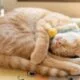 خوابیدن گربه‌ها