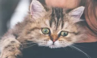 استرس در گربه
