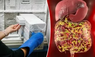 میکروب های روده انسان