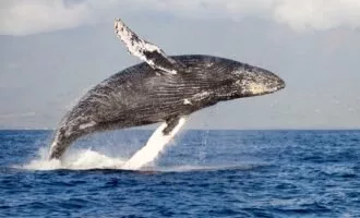 ارتباط نهنگ‌های گوژپشت با انسان