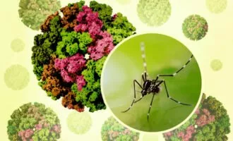 ویروس چیکونگونیا