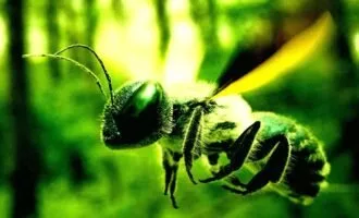 زنبور سایبورگ