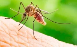 مبارزه با پشه‌های مالاریا