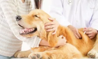 حیوانات خانگی