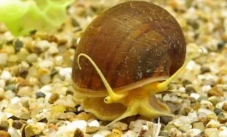 قابلیت بازسازی چشم در حلزون