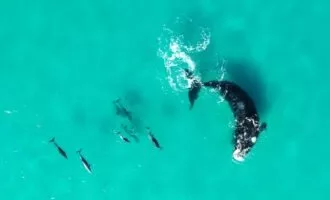 دوستی نهنگ‌ها و دلفین‌ها