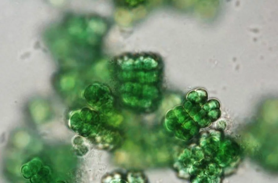Chroococcidiopsis