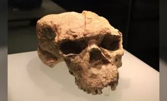 جمجمه یک میلیون ساله Yunxian 2