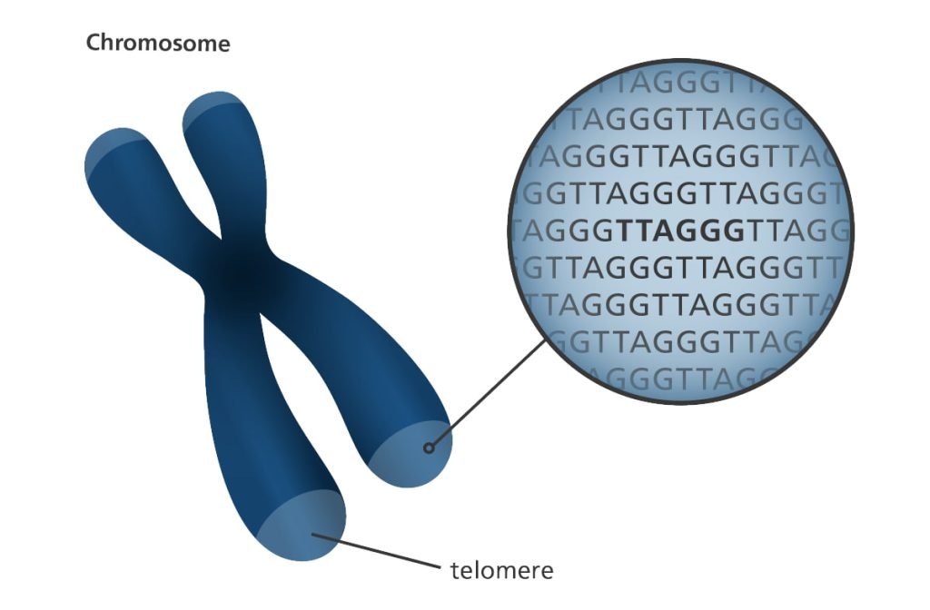 تلومر DNA