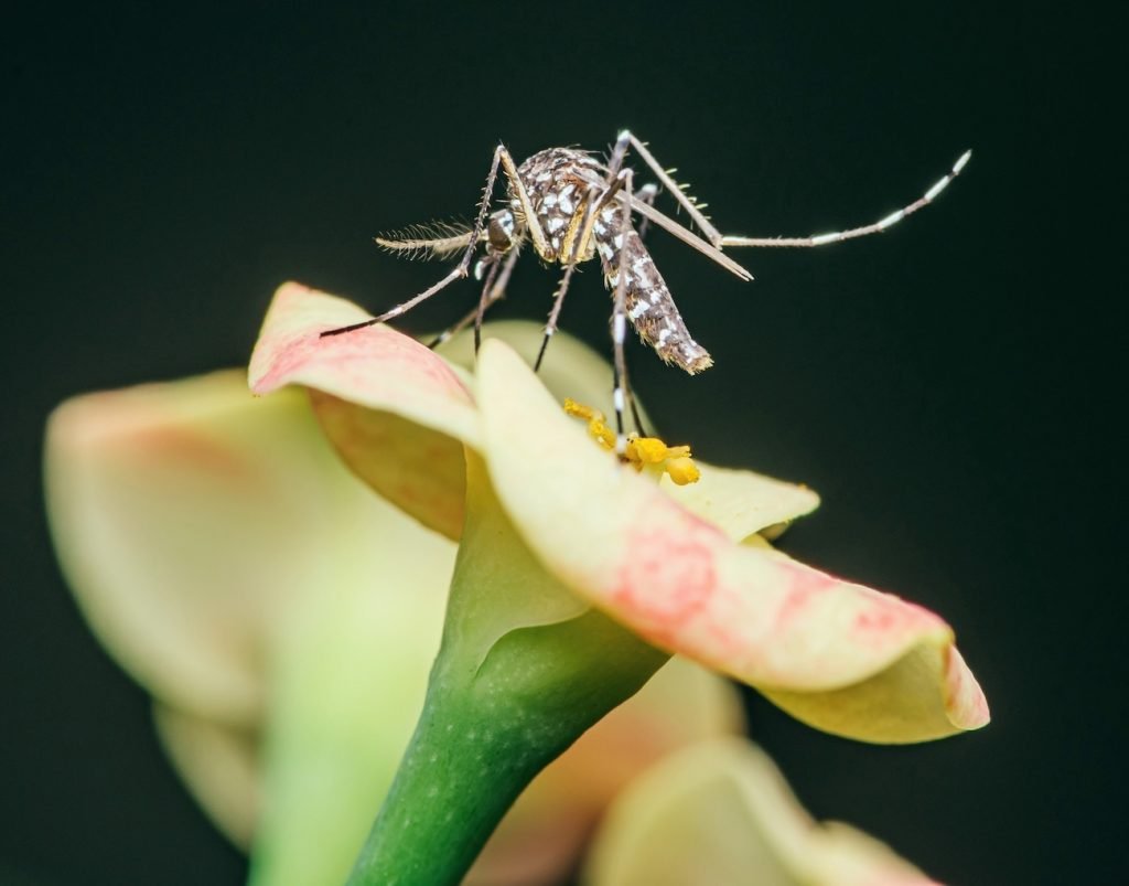 قارچ معطر برای کشتن پشهها