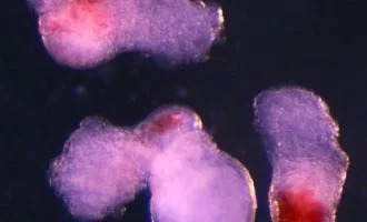 تولید سلول‌های خونی انسان