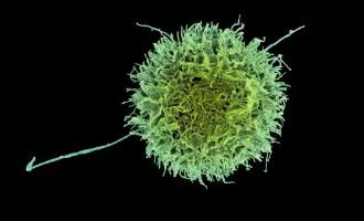 سلول‌های نامرئی برای مبارزه با سرطانی