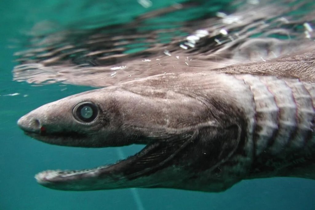 موجودات عجیب اعماق اقیانوس