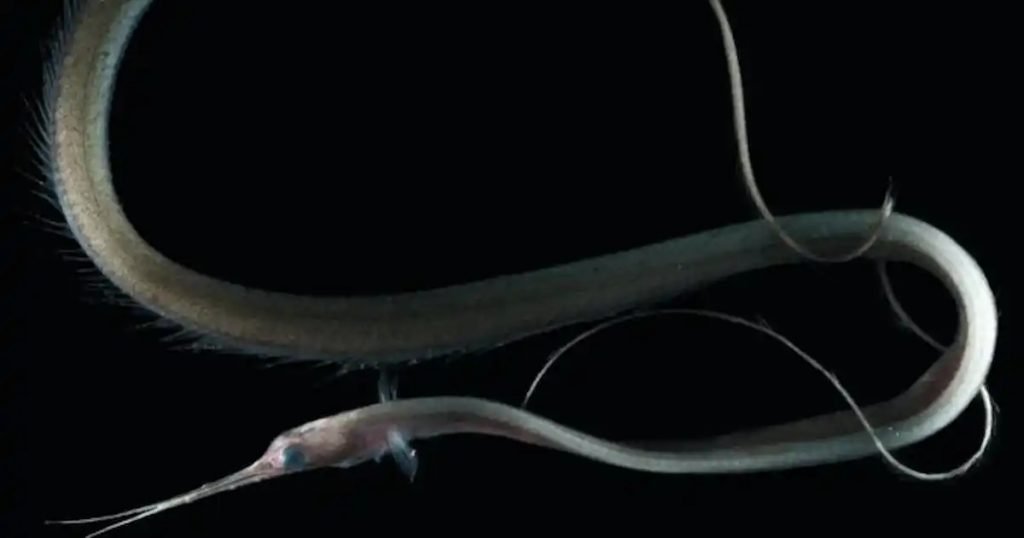 موجودات عجیب اعماق اقیانوس