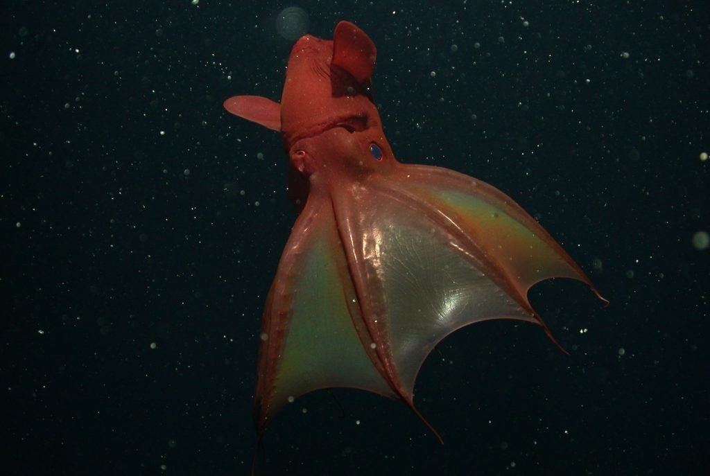 موجودات عجیب اعماق اقیانوس