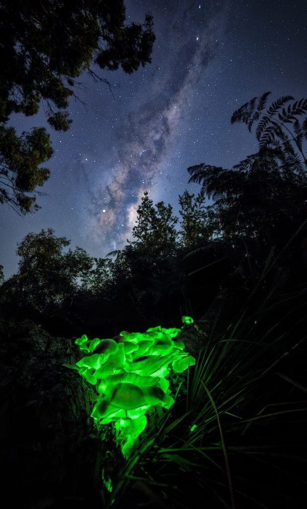 مسابقه عکاسی اقیانوسیه ۲۰۲۵