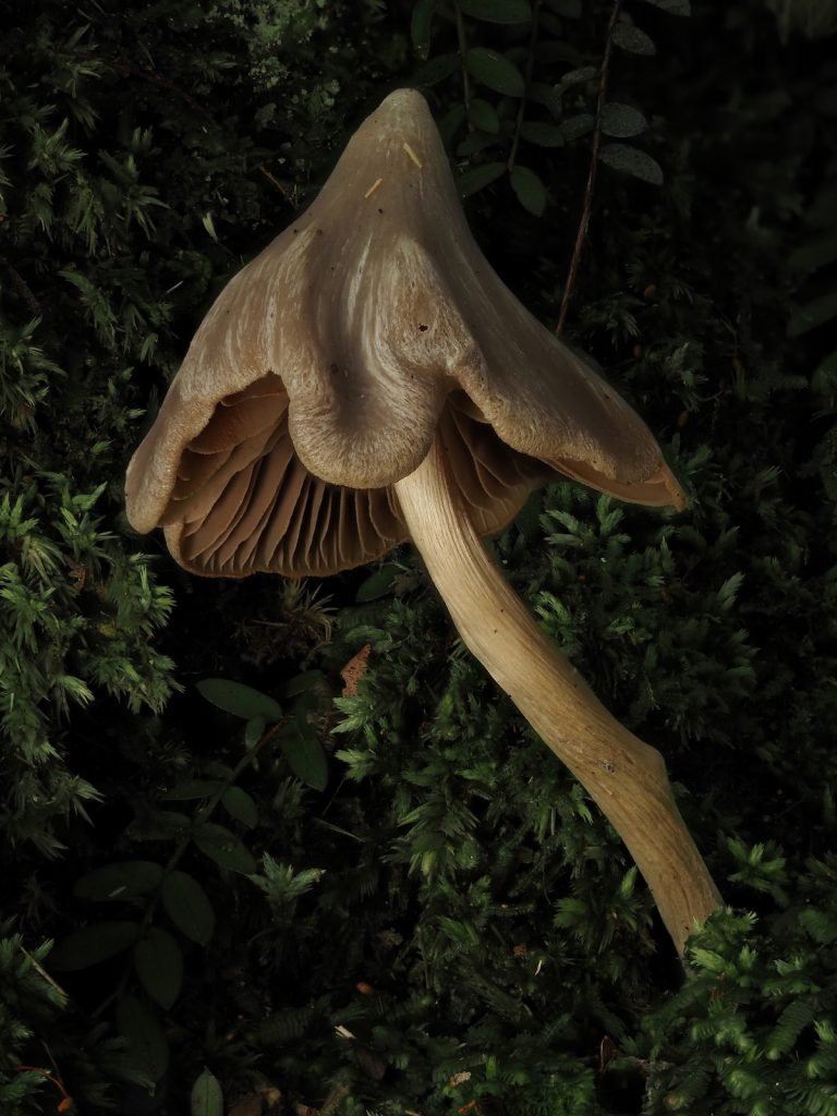 مسابقه عکاسی اقیانوسیه ۲۰۲۵