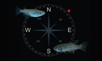 مگنتورسپشن