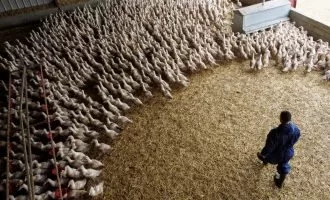 ویروس آنفلوانزای پرندگان