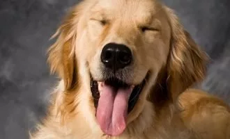 کشف پیوند ژنتیکی مشترک بین انسان‌ها و گلدن رتریورها