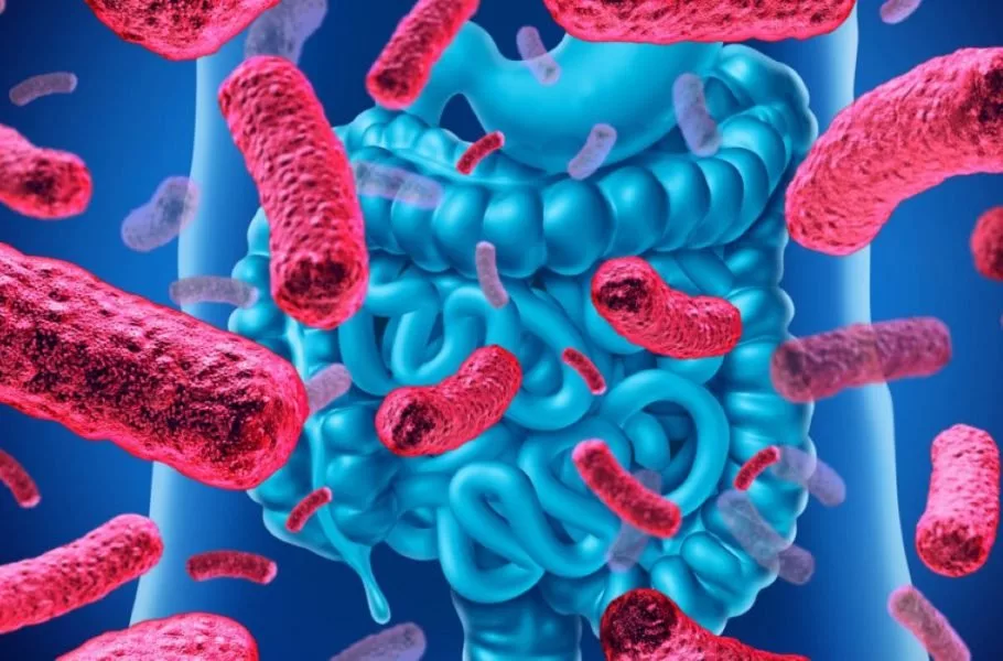 باکتری های روده انسان