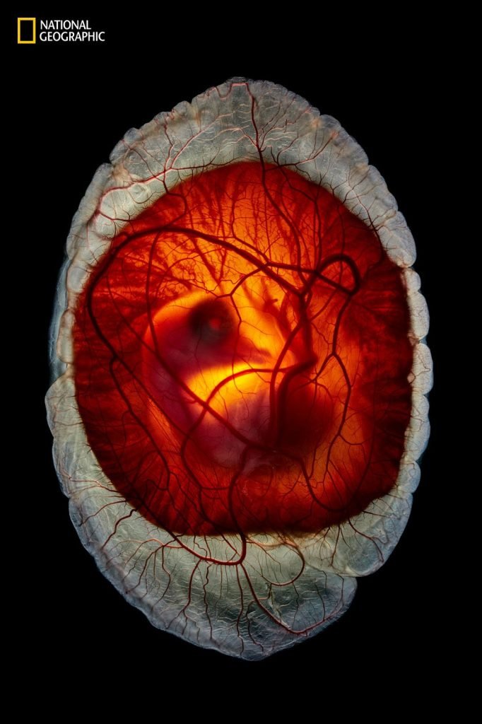 تصاویر ۲۰۲۵ نشنال جئوگرافیک 