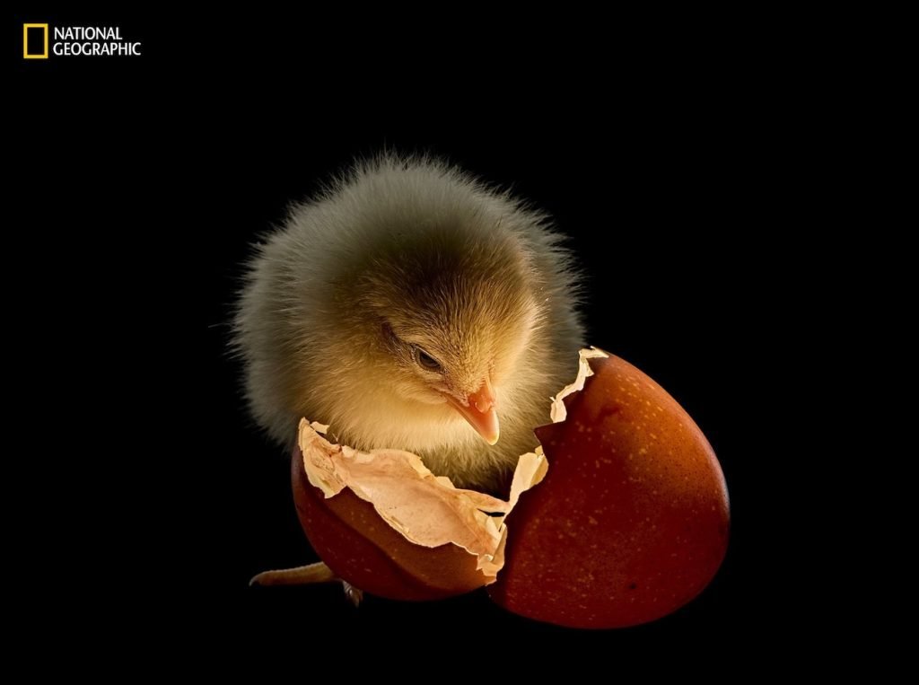 برترین تصاویر ۲۰۲۵ نشنال جئوگرافیک 