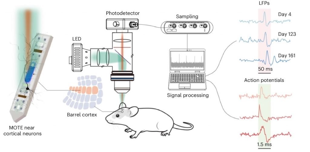 ایمپلنت برای بررسی فعالیت‌های مغز
